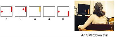 Effects of Sensorimotor Rhythm Modulation on the Human Flexor Carpi Radialis H-Reflex